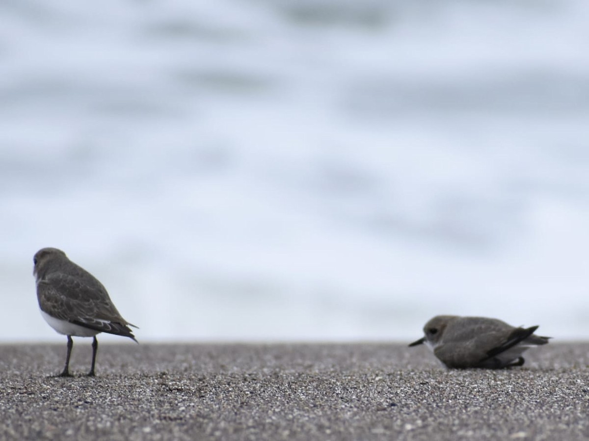 Two-banded Plover - ML619047231