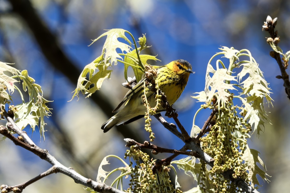 Cape May Warbler - ML619047234