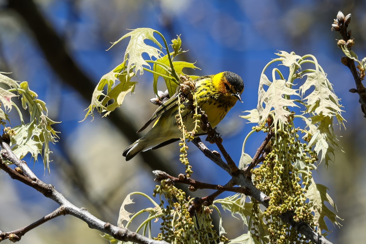 Cape May Warbler - ML619047235