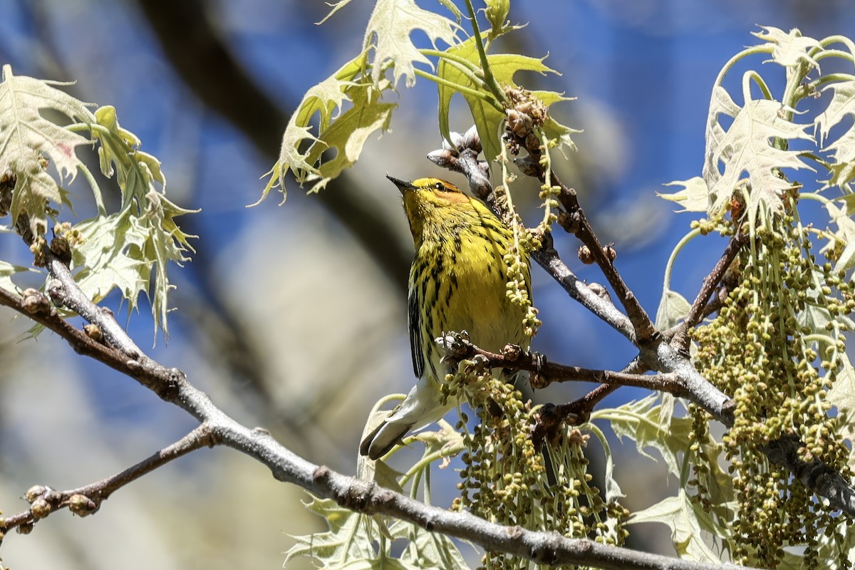 Cape May Warbler - ML619047236