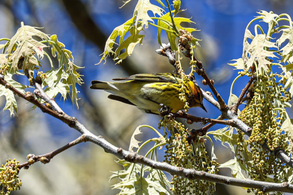 Cape May Warbler - ML619047237