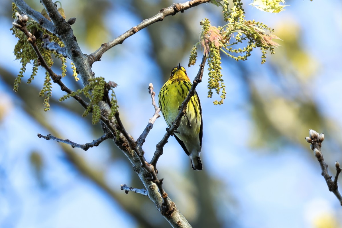 Cape May Warbler - ML619047239