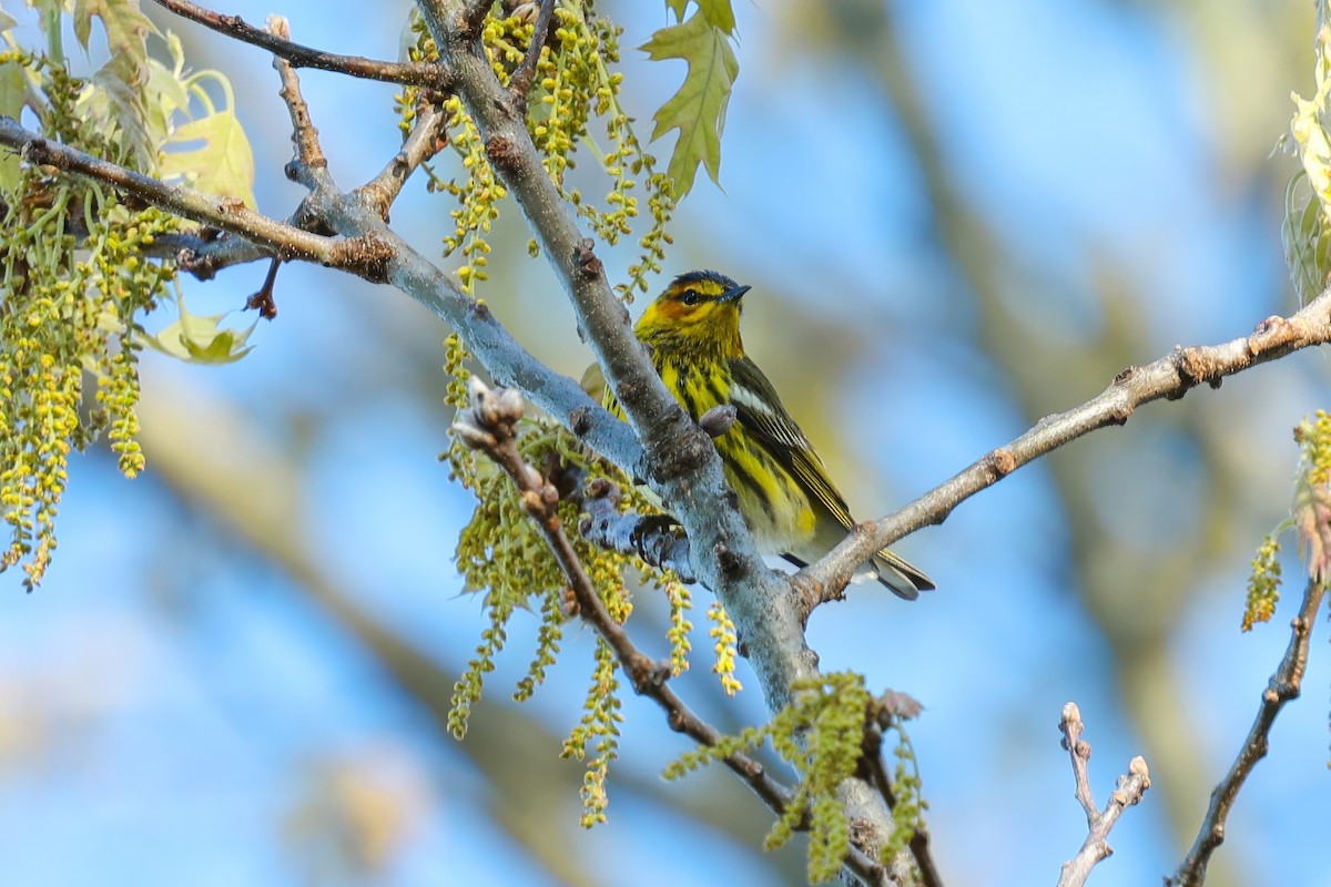Cape May Warbler - ML619047240