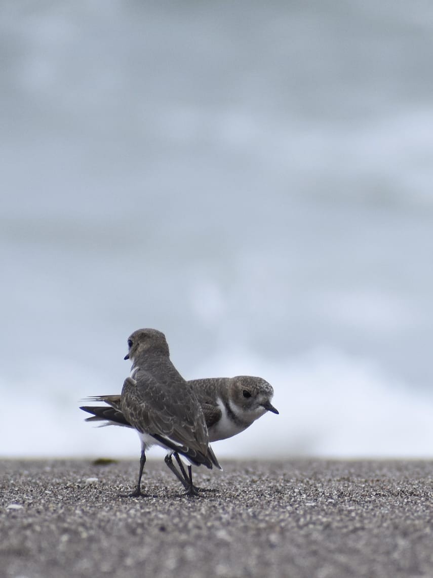 Two-banded Plover - ML619047248