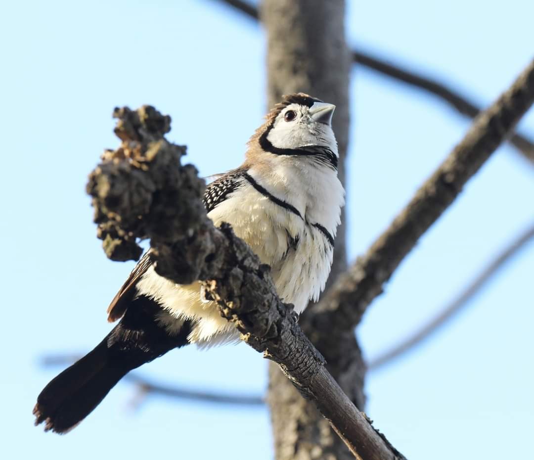 Double-barred Finch - Robert Anderson
