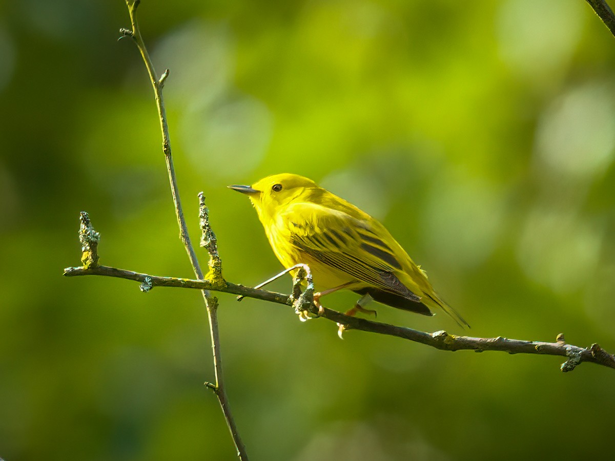 Yellow Warbler - John Saremba