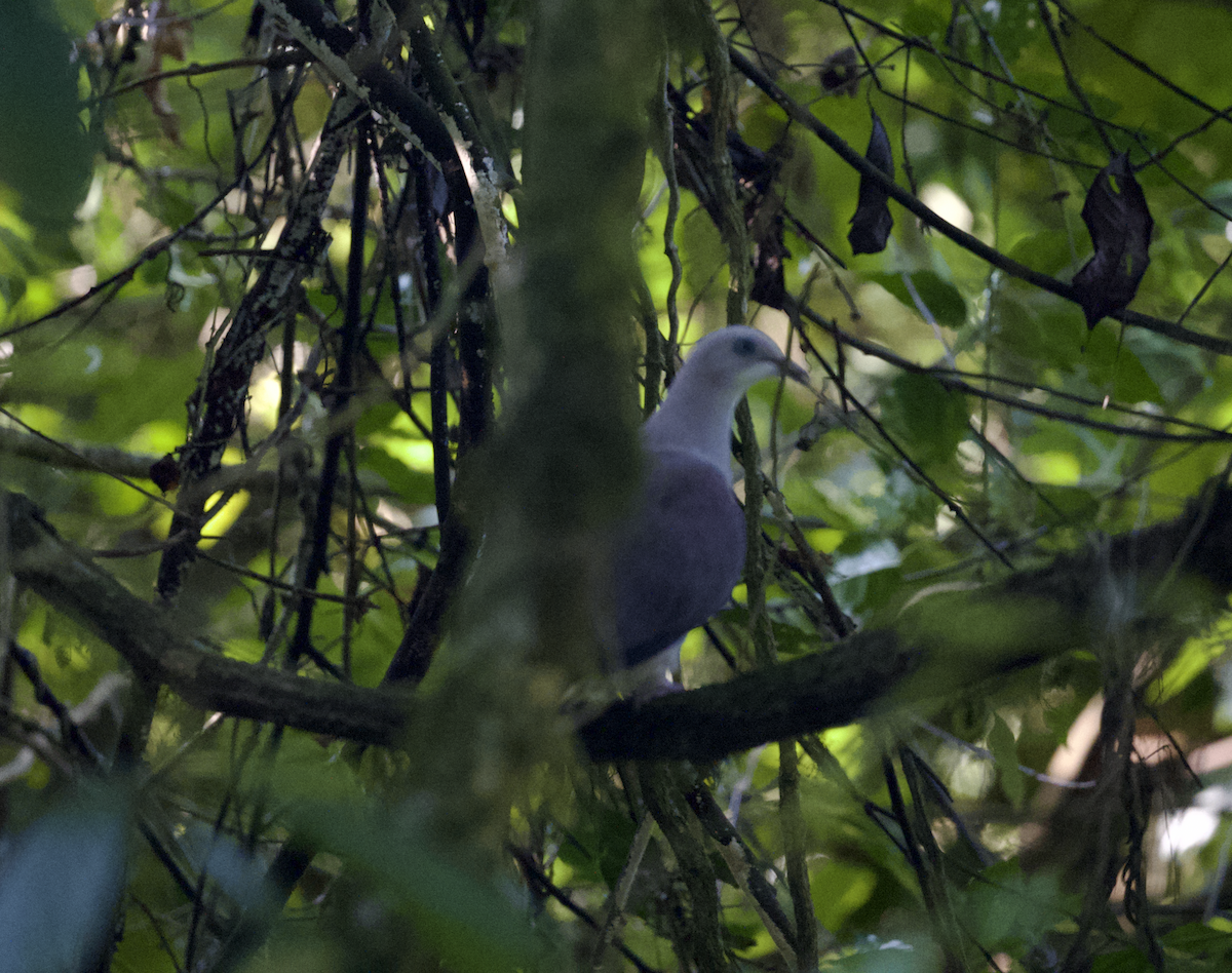 Mountain Imperial-Pigeon - ML619047308