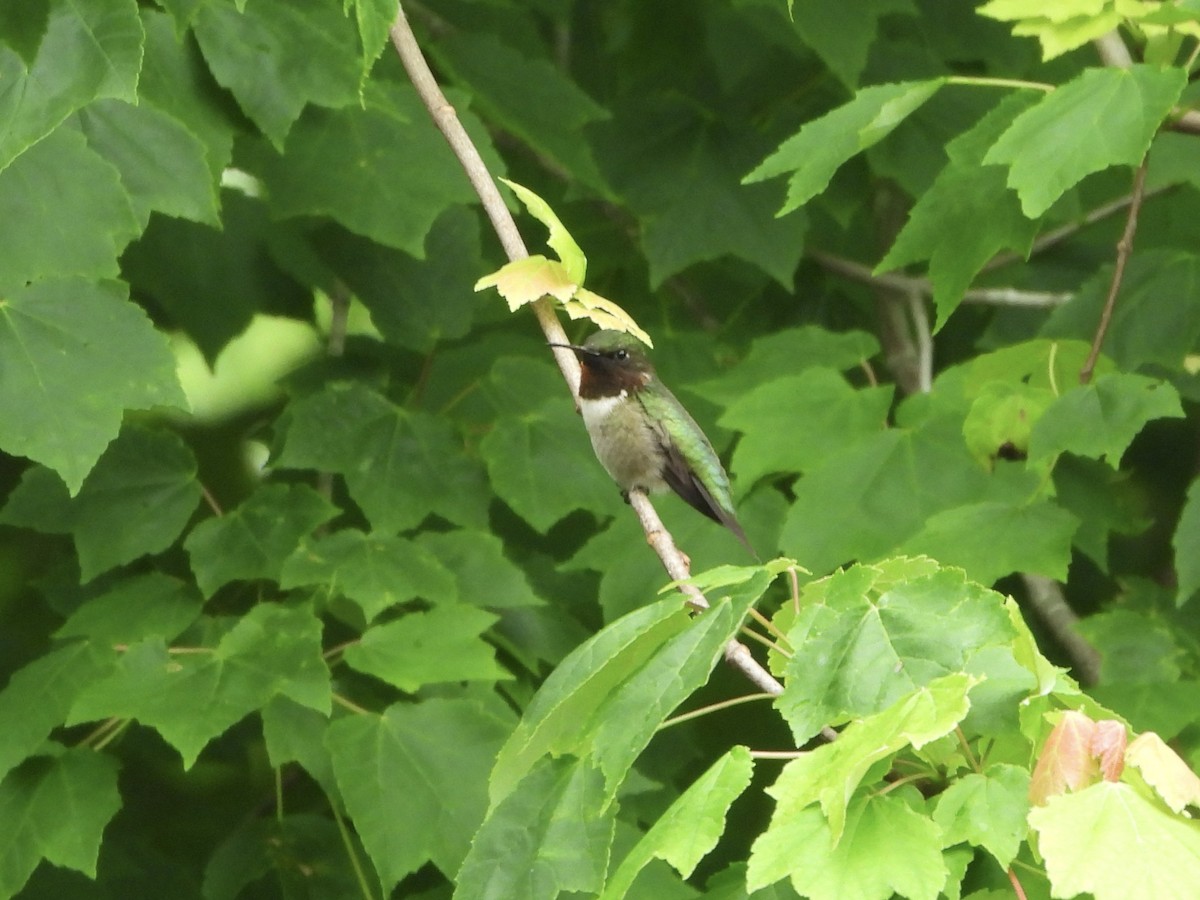 Ruby-throated Hummingbird - ML619047319