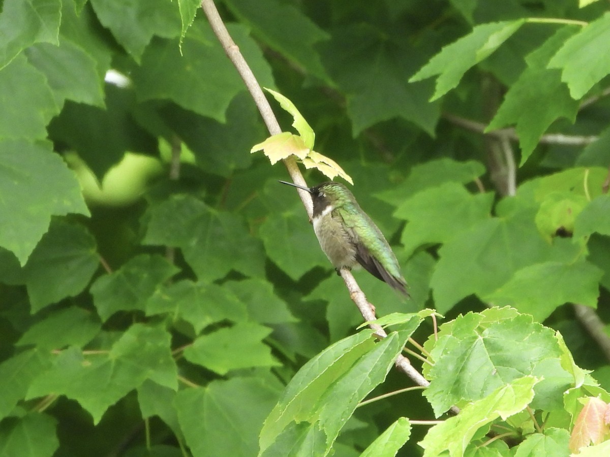 Ruby-throated Hummingbird - Karen & Tom Beatty
