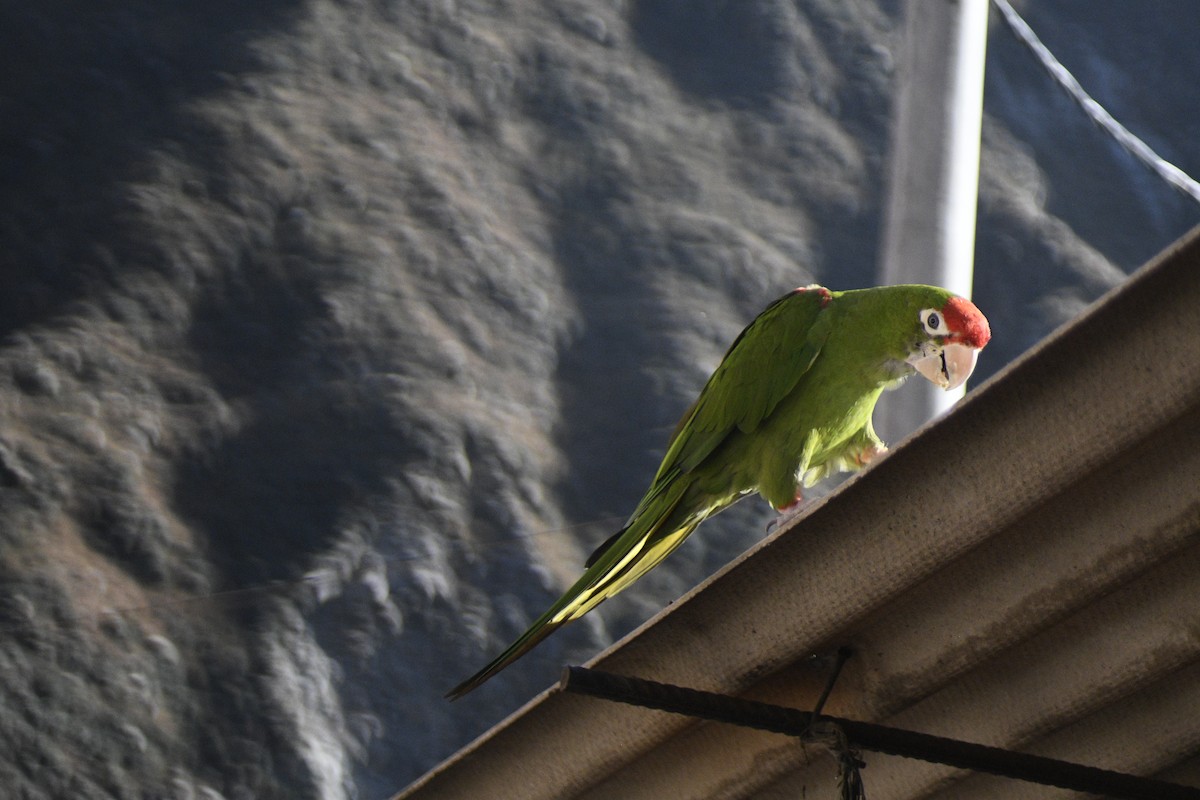 Güneyli Wagler Papağanı - ML619047322