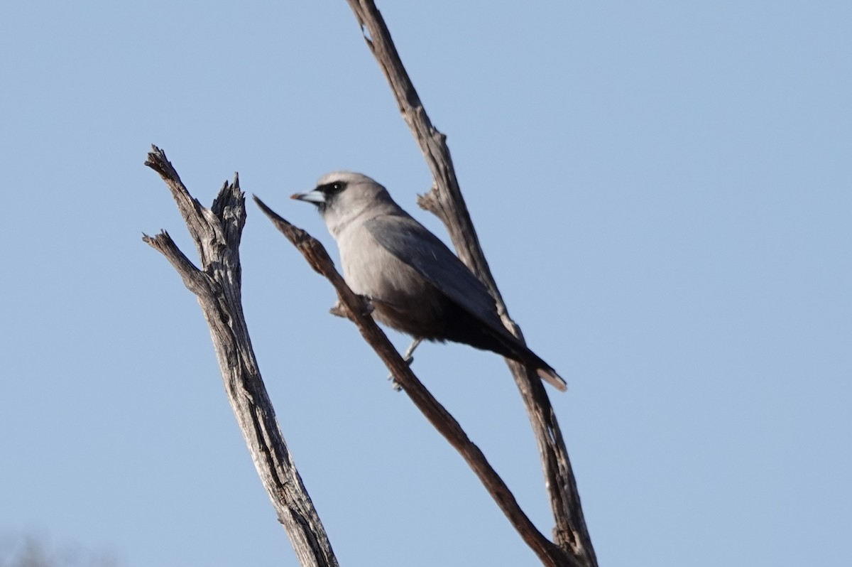 Black-faced Woodswallow - ML619047355