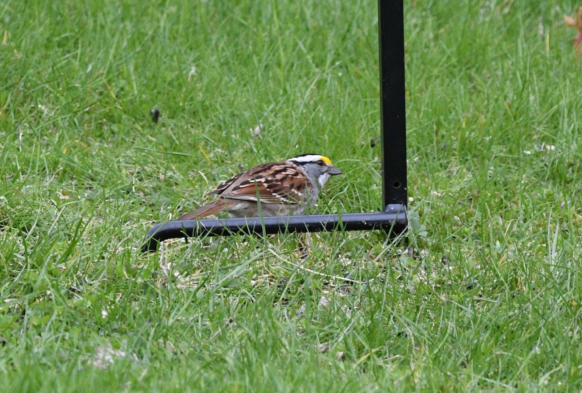 White-throated Sparrow - Shirl Arnold