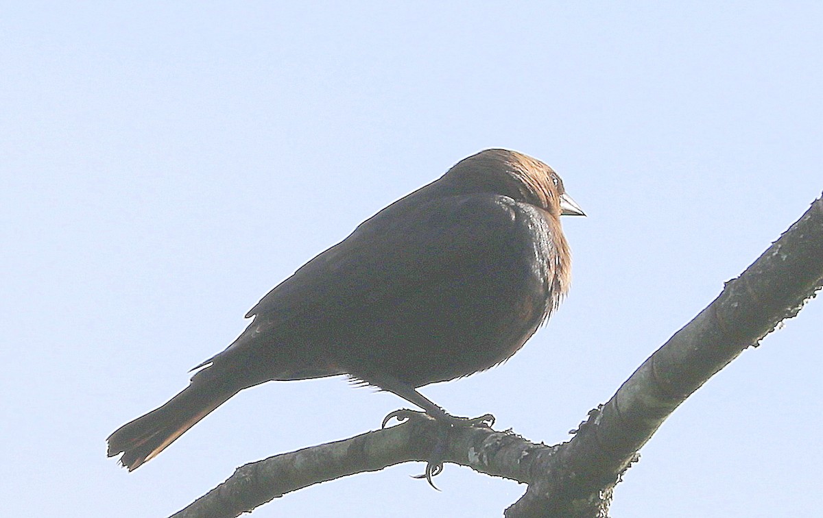 Brown-headed Cowbird - ML619047448