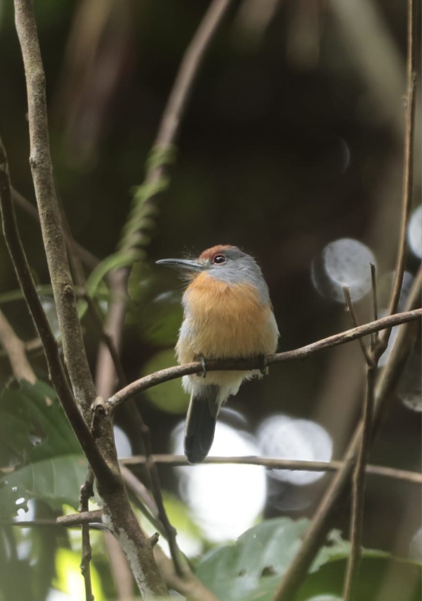Rufous-capped Nunlet - ML619047469