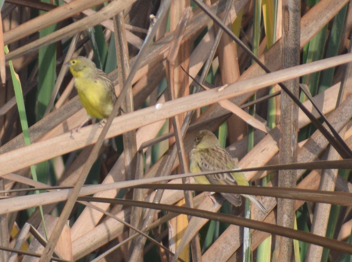Grassland Yellow-Finch - ML619047512