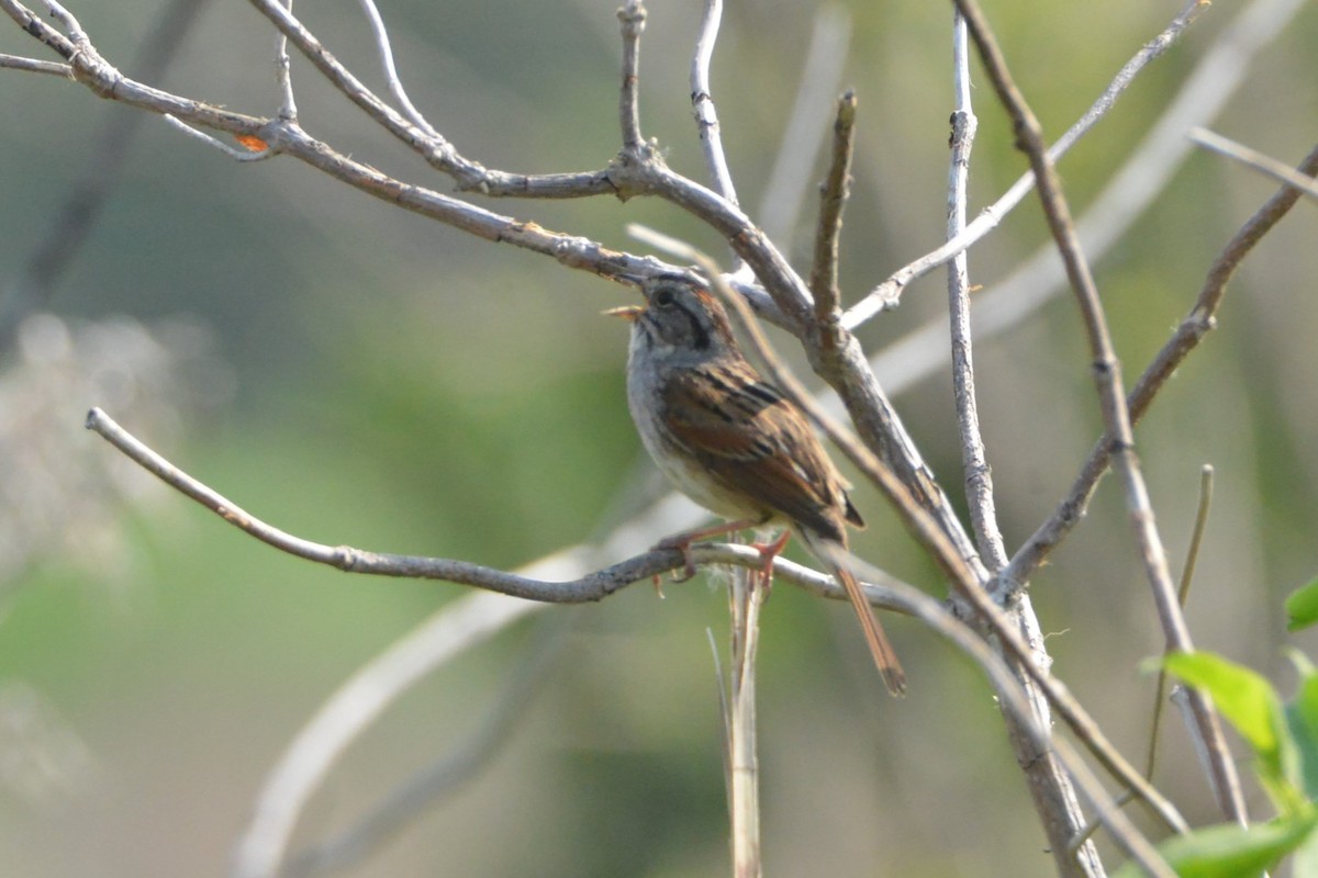 Swamp Sparrow - ML619047534