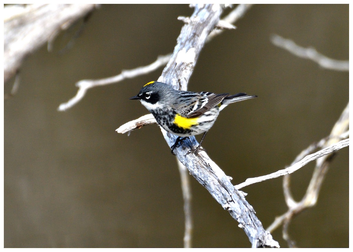 Yellow-rumped Warbler - Dominic Thibeault