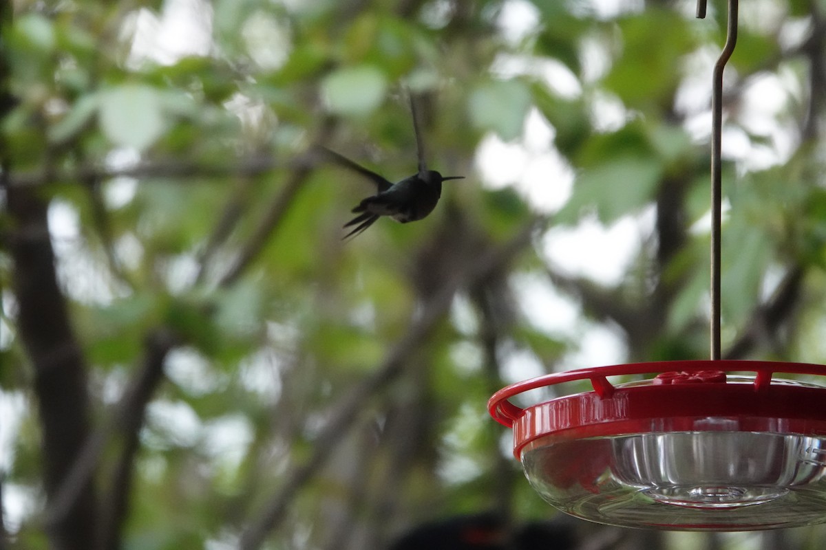 Ruby-throated Hummingbird - ML619047593