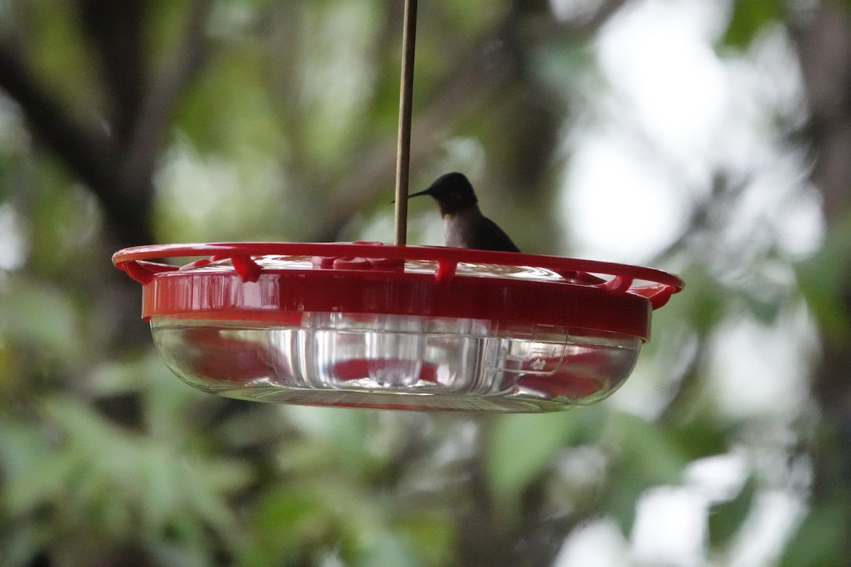 Ruby-throated Hummingbird - ML619047599