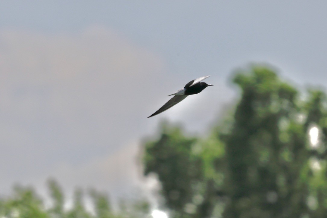 Black Tern - ML619047610