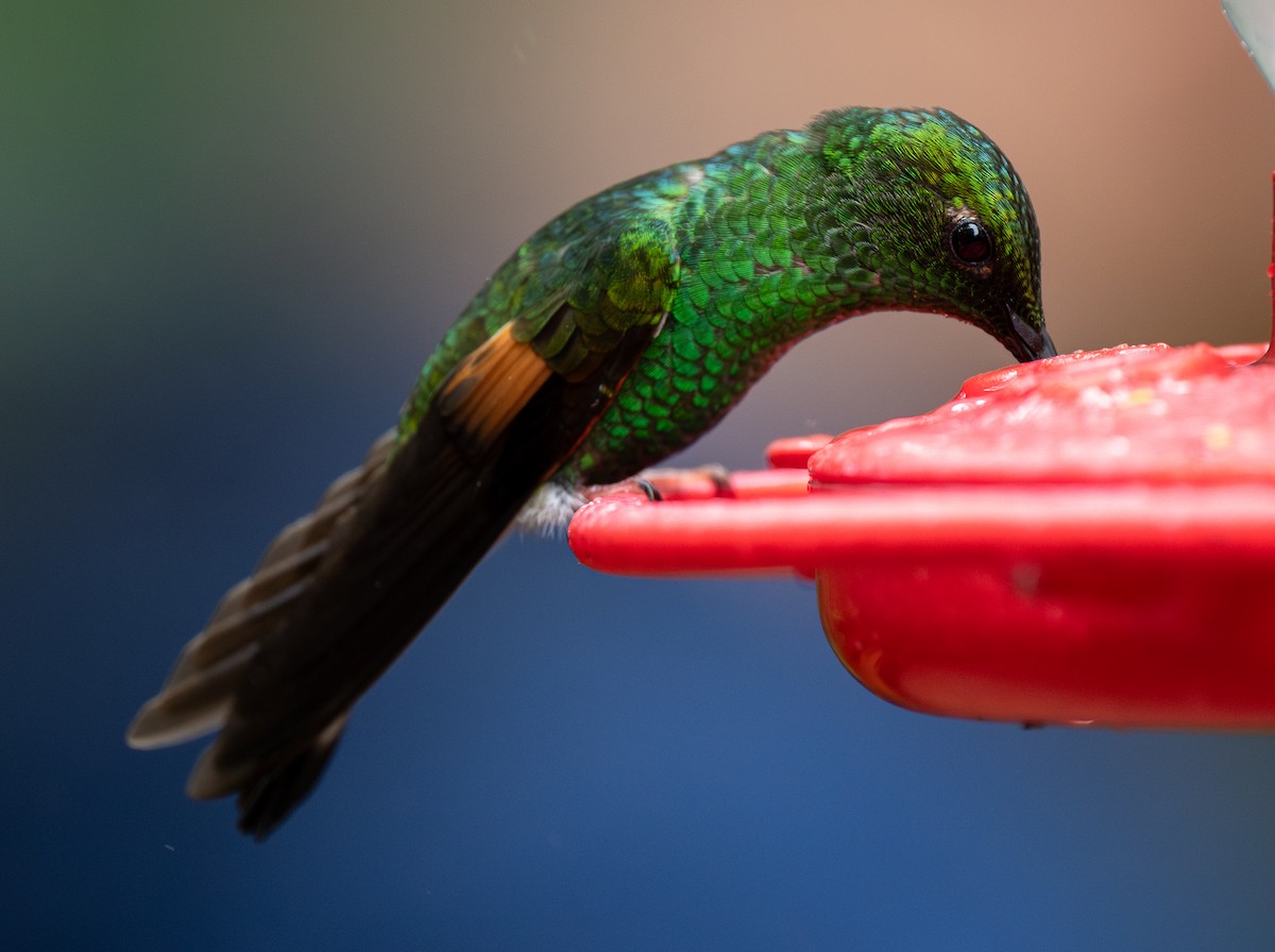 kolibřík páskoocasý - ML619047681