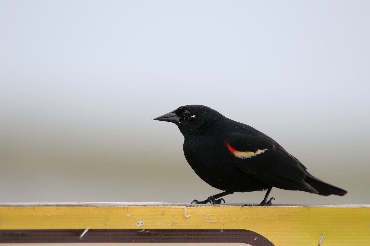 Red-winged Blackbird - ML619047724