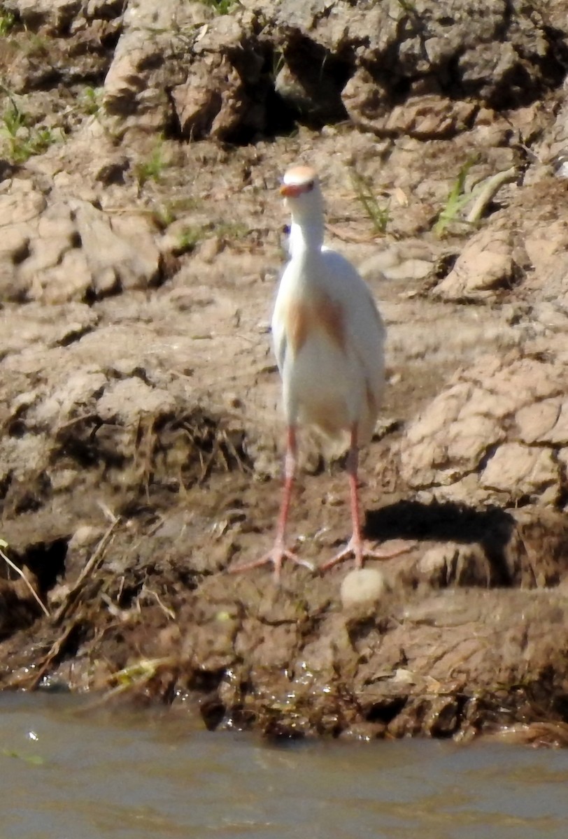 Египетская цапля (ibis) - ML619047725