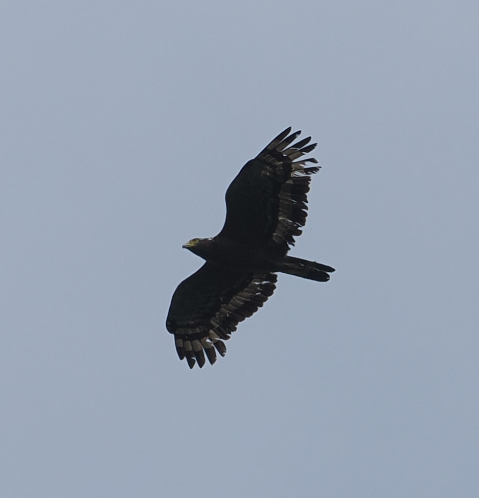 Crested Serpent-Eagle - ML619047729