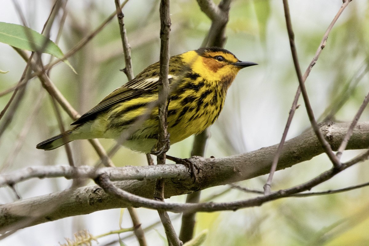 Cape May Warbler - ML619047730