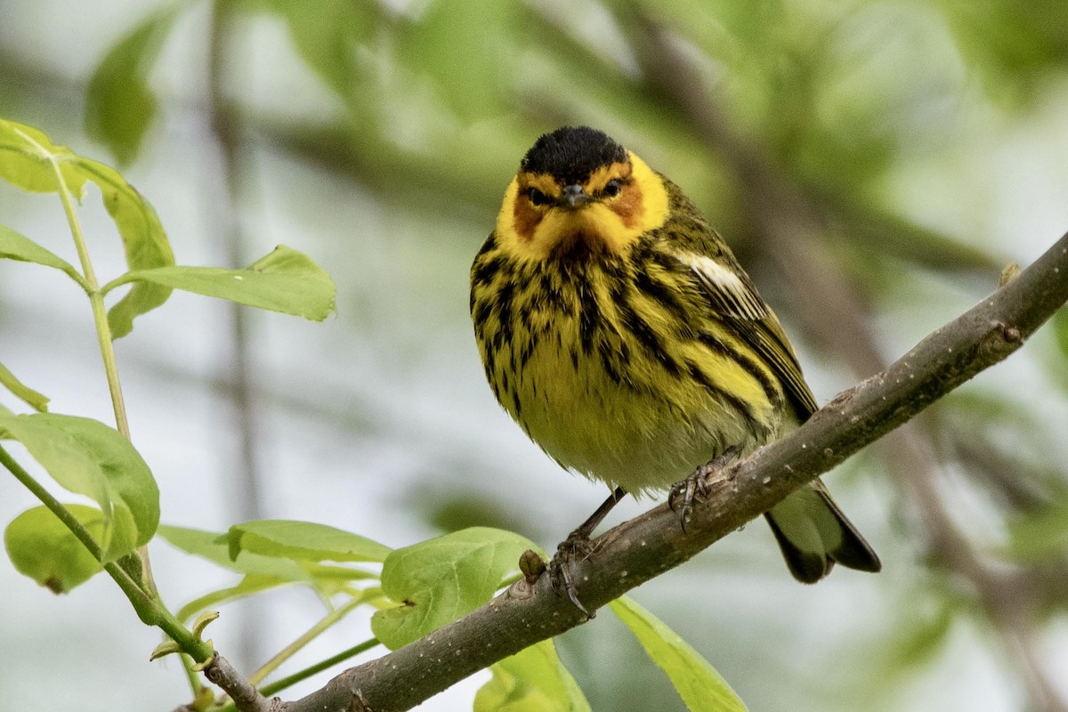 Cape May Warbler - ML619047731