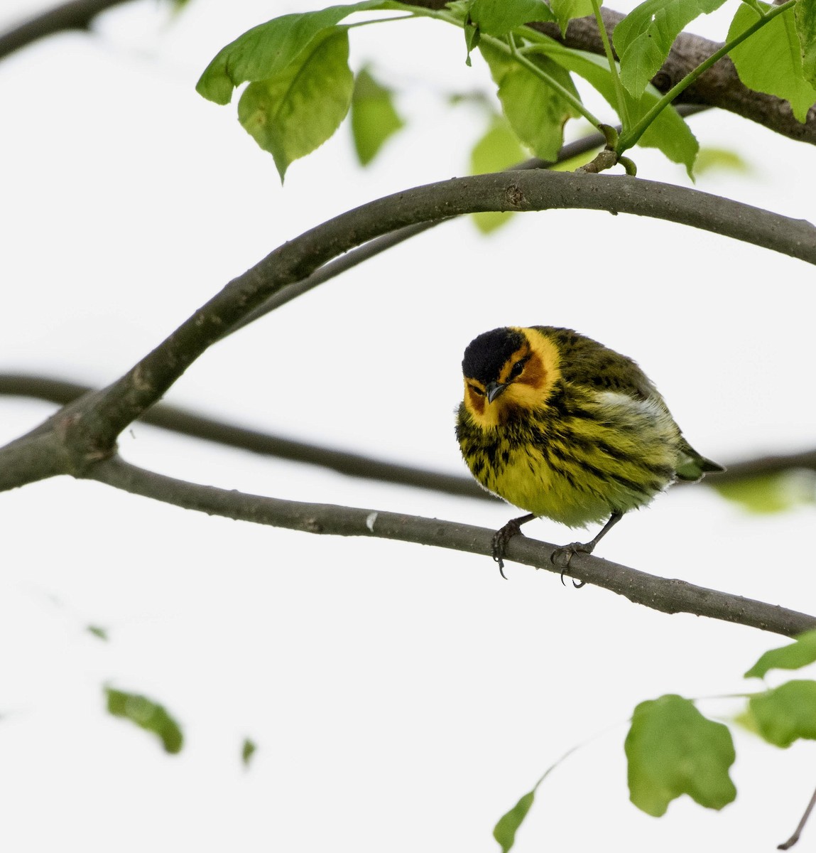 Cape May Warbler - ML619047732