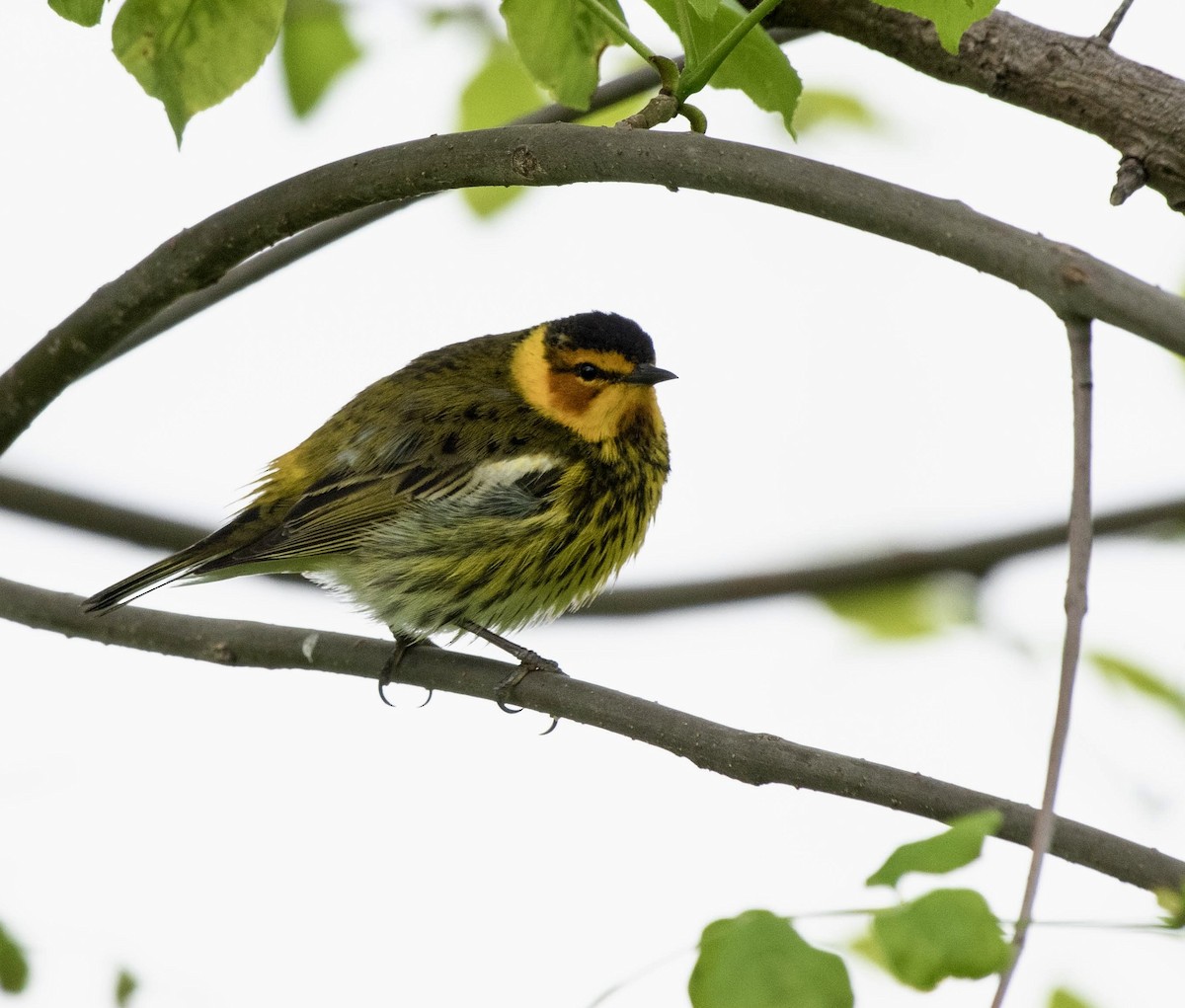 Cape May Warbler - ML619047733