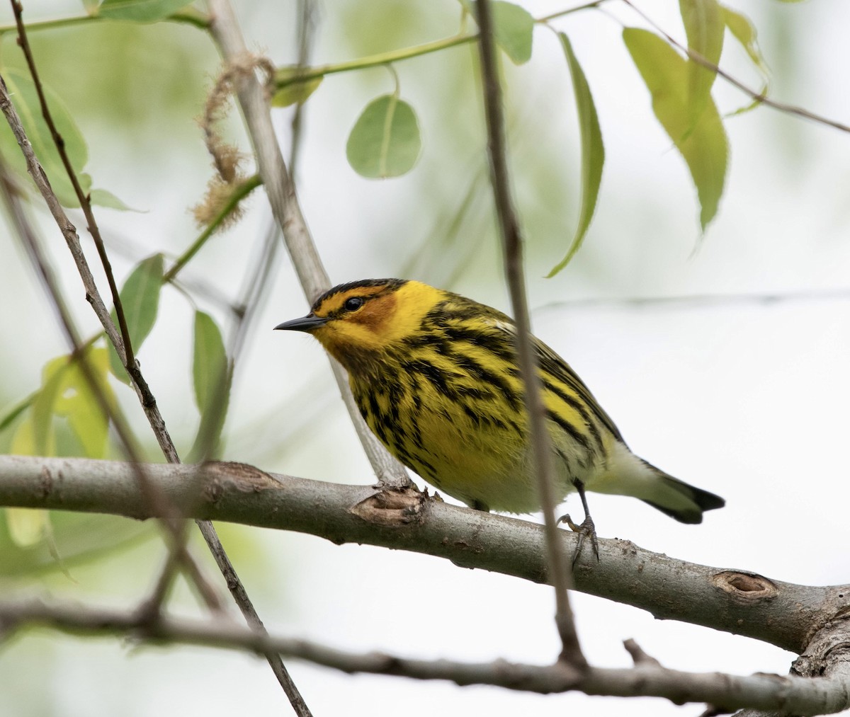 Cape May Warbler - ML619047735