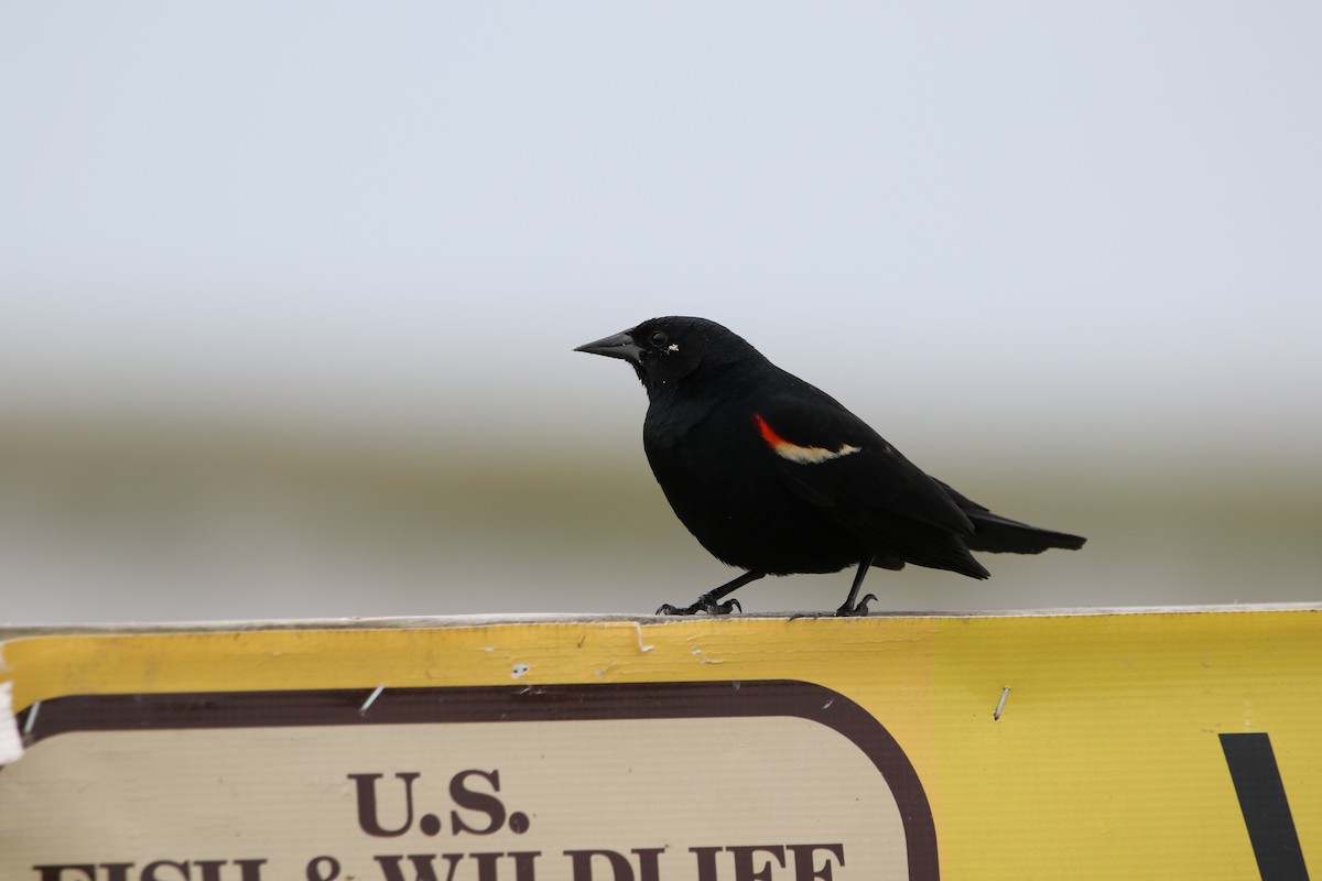 Red-winged Blackbird - ML619047736
