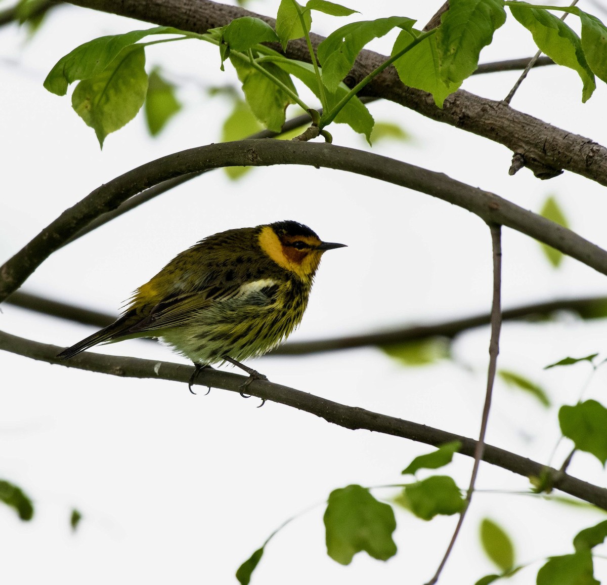 Cape May Warbler - ML619047737