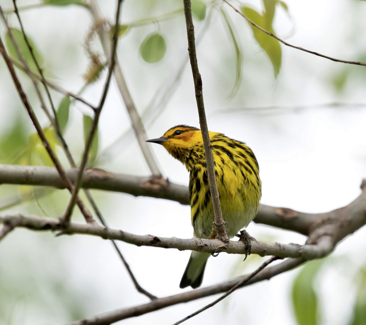 Cape May Warbler - ML619047739