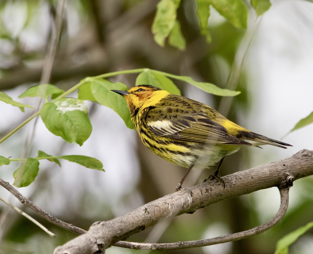 Cape May Warbler - ML619047740