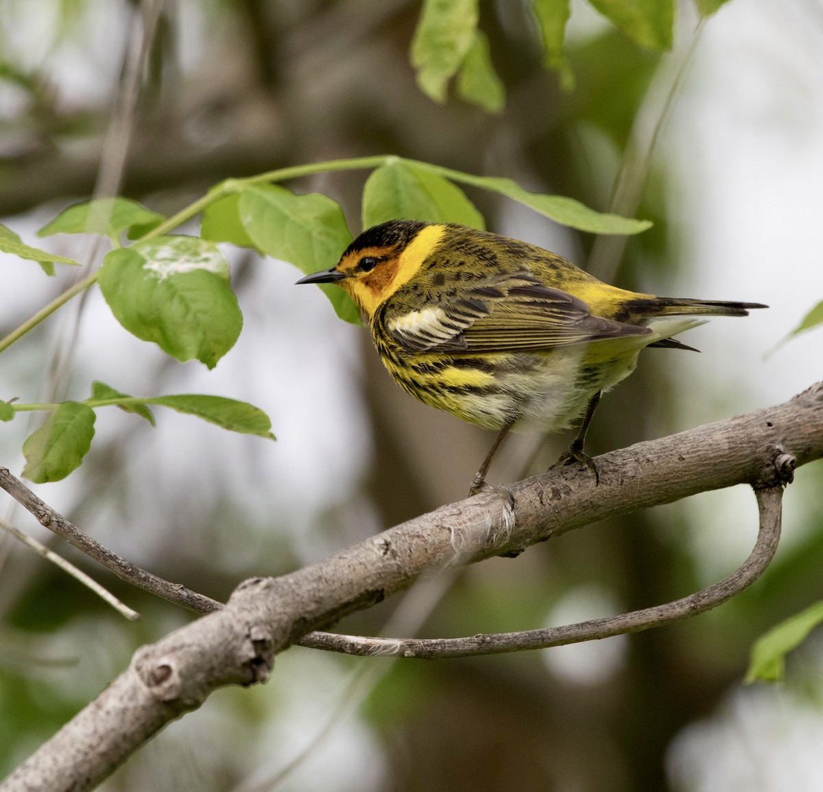 Cape May Warbler - ML619047741