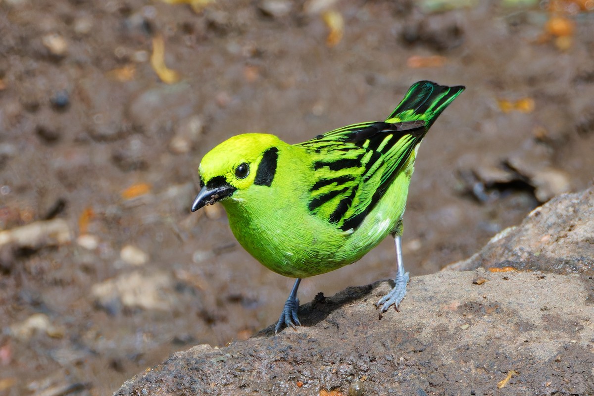 Emerald Tanager - ML619047744