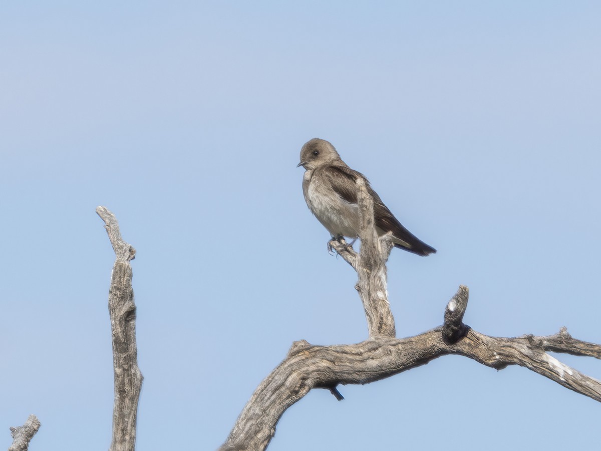 Northern Rough-winged Swallow - ML619047859