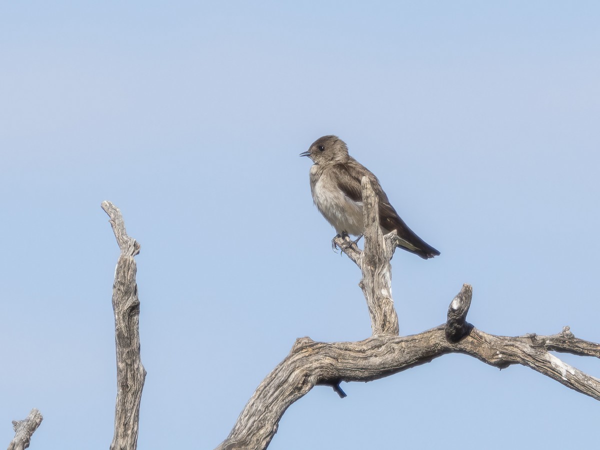 Northern Rough-winged Swallow - ML619047860