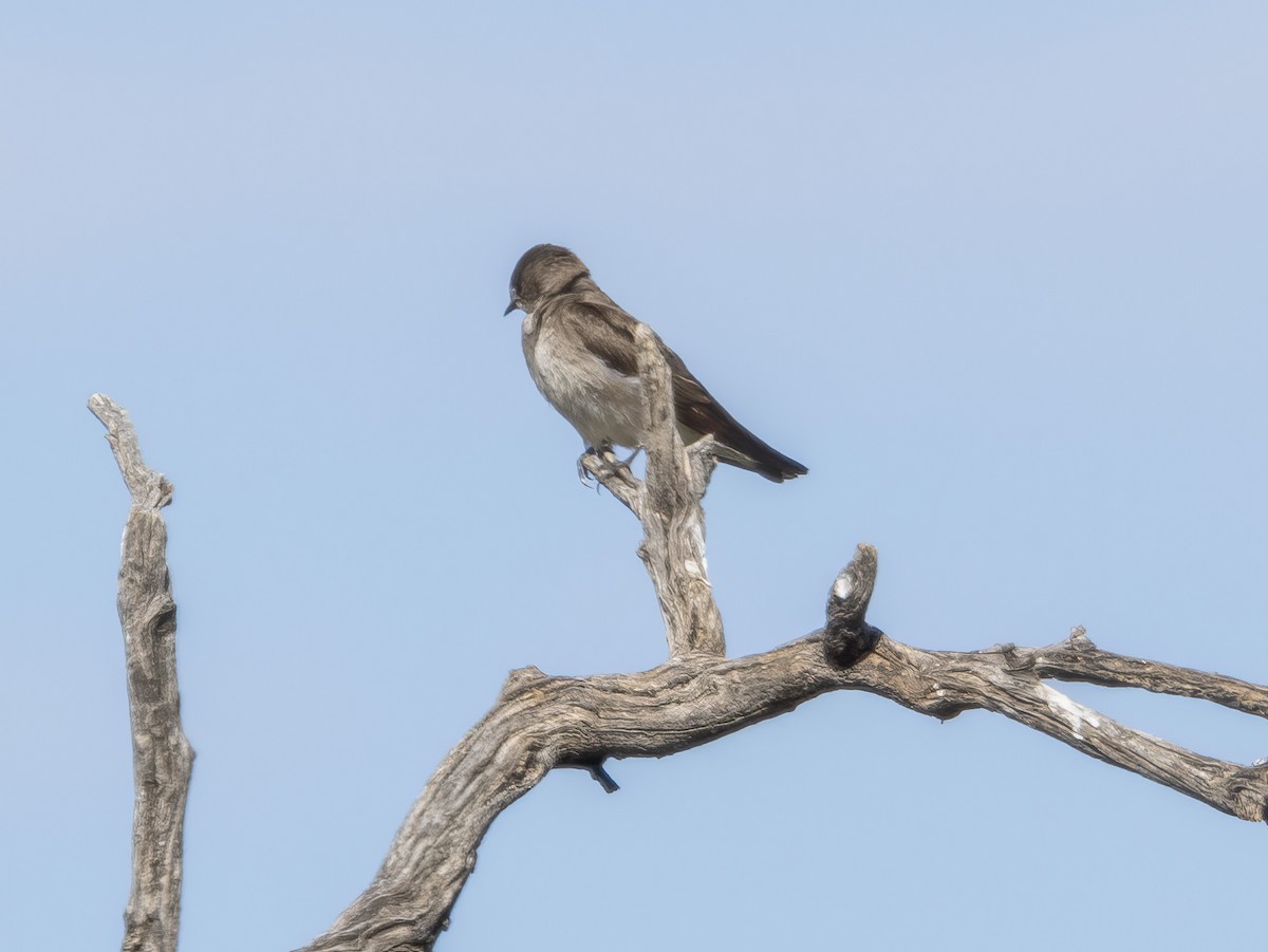 Northern Rough-winged Swallow - ML619047862