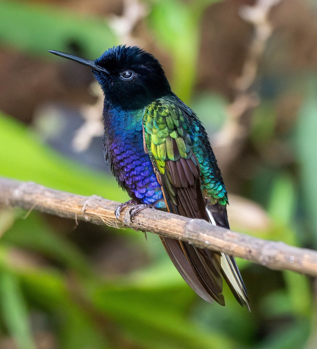 kolibřík hyacintový - ML619047867