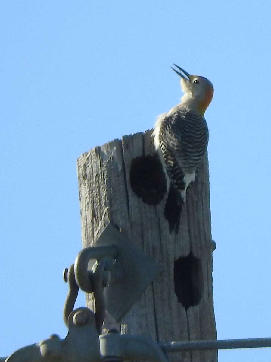 Golden-fronted Woodpecker - ML619047889