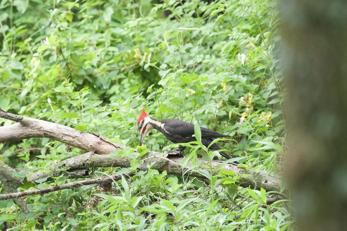 Pileated Woodpecker - ML619047908