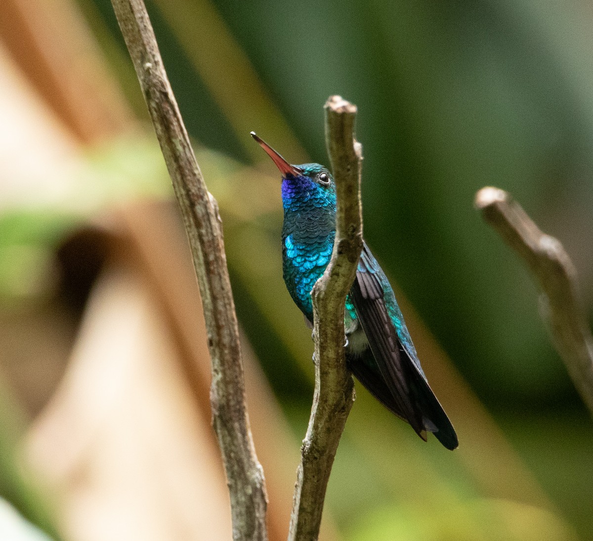 Mavi Gıdılı Kolibri - ML619047959