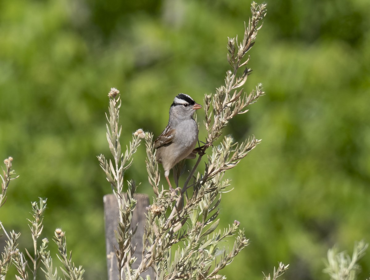 White-crowned Sparrow - ML619047994
