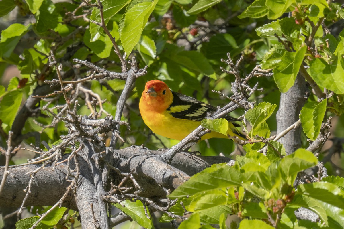 Western Tanager - ML619048013