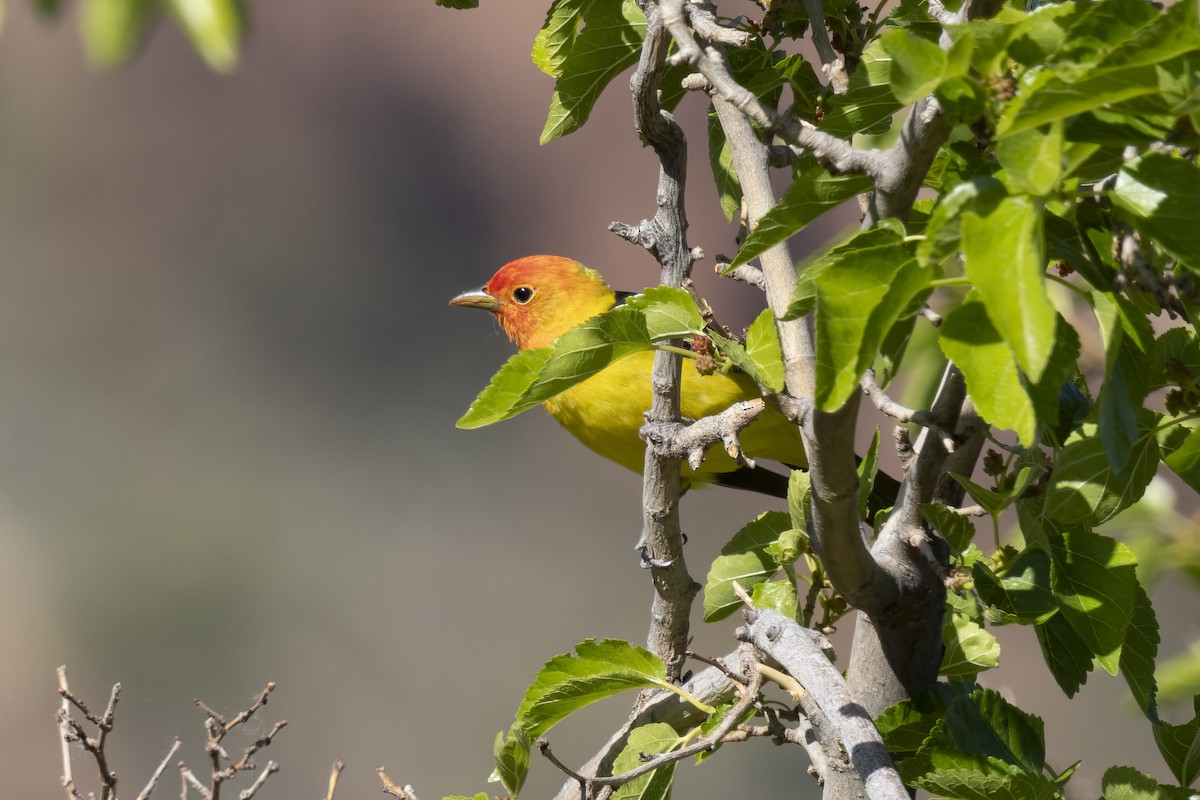 Western Tanager - ML619048014