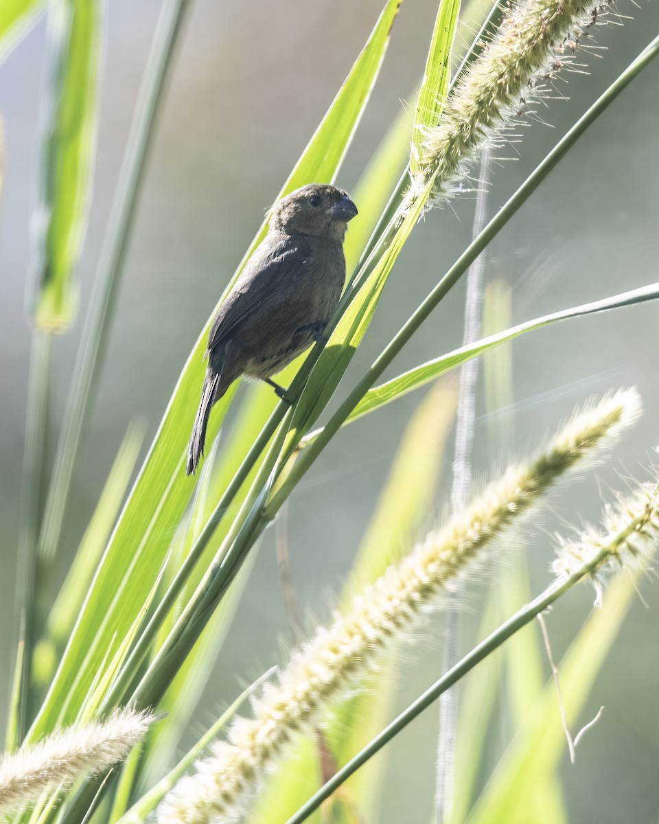 Variable Seedeater - ML619048041
